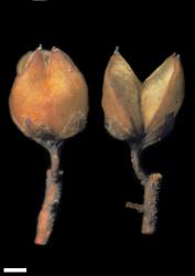 Veronica stenophylla var. stenophylla. Capsules. Scale = 1 mm.
 Image: W.M. Malcolm © Te Papa CC-BY-NC 3.0 NZ